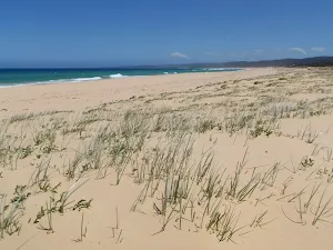 Grass behind Wallagoot Beach