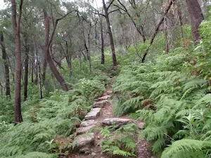 Rock steps on the Mt Kuring-gai track