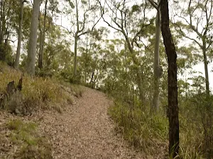 Mt Sugarloaf Green Track