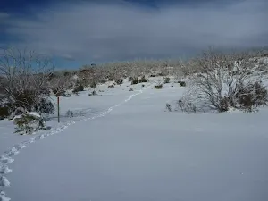 Snowshoe tracks