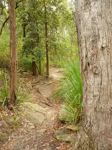 Blue Gum walk just south of Fishponds Lookout