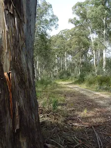Tall gums line much of Dargals Trail