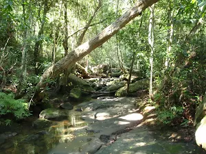Bobbin Head Rainforest walk