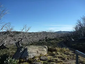 Trees at Bobs Ridge