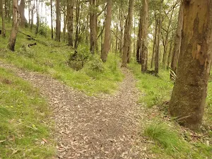 Tracks near Mt Sugarloaf