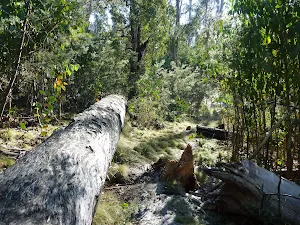 Fallen tree beside track