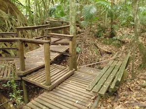 Strangler Fig platform and seat