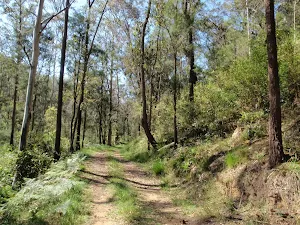 Simpsons Track beside Ten Mile Hollows Creek