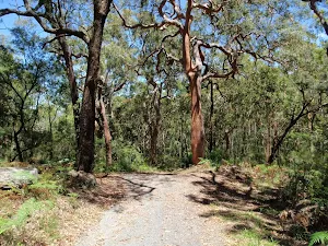 Tall trees beside Sid Pulsford Walking trail