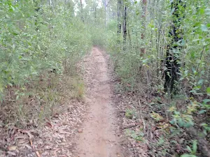 Track to Ironbark picnic area