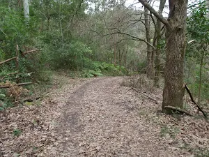 Some out of place trees