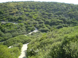 The track weaves its way through the heath