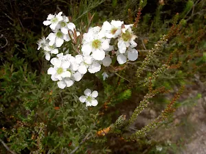 White Flowers