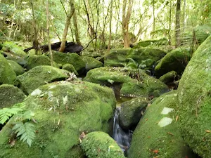 Basin campsite to Watagan Valley