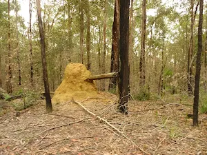 Termite mound in the Watagans