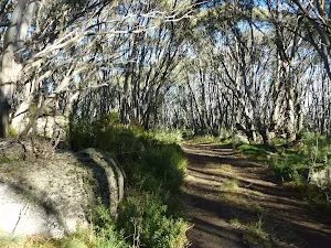 An avenue on the Cascade Trail