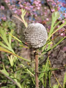 Isopgen Anemonifolius (Broad-leaf Drumstick)