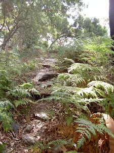 Track through ferns to Mackerel Beach