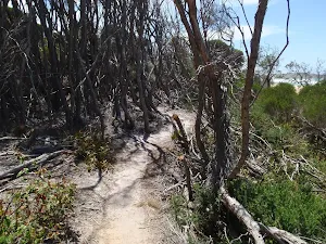 Track behind North Tura Beach